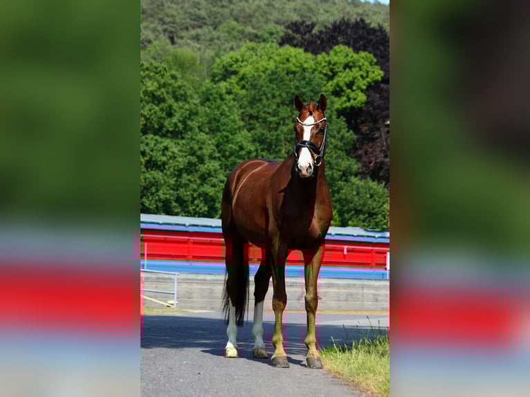 Oldenburg Gelding 8 years 16,2 hh Chestnut-Red in Hörstel
