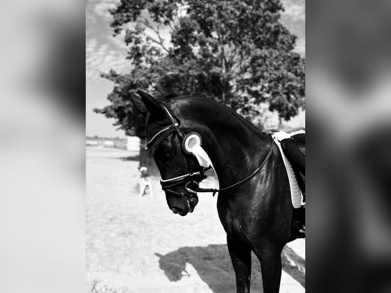 Oldenburg Gelding 8 years 16.3 hh Black in Kloster Lehnin