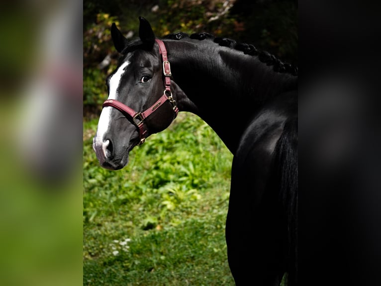 Oldenburg Gelding 8 years 16,3 hh Black in Nettersheim