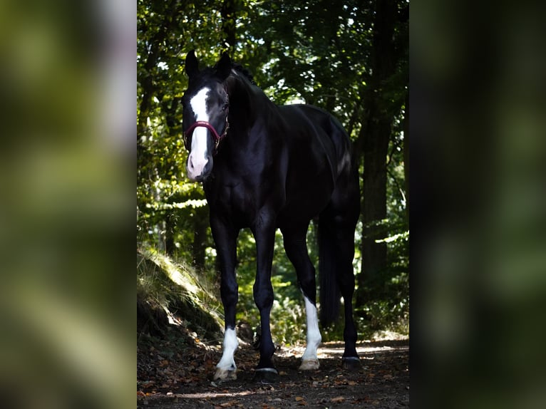 Oldenburg Gelding 8 years 16,3 hh Black in Nettersheim