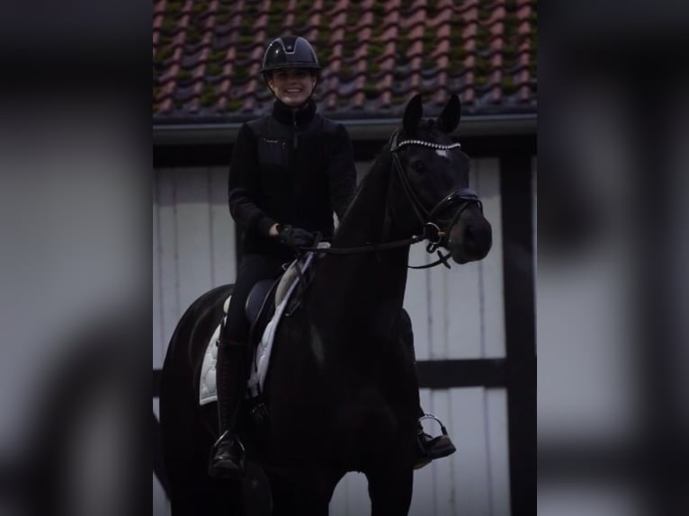 Oldenburg Gelding 8 years 16,3 hh Black in Ostbevern