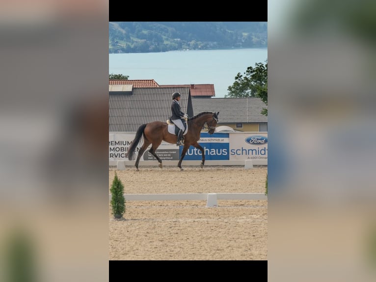 Oldenburg Gelding 8 years 16,3 hh Brown in Seewalchen