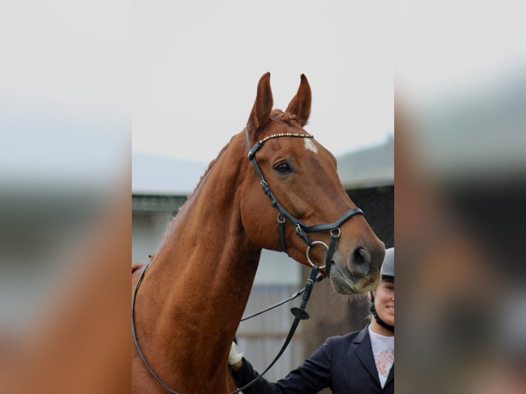 Oldenburg Gelding 8 years 16,3 hh Chestnut in Halver