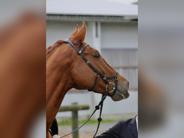 Oldenburg Gelding 8 years 16,3 hh Chestnut in Halver