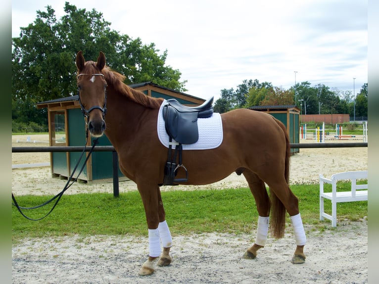 Oldenburg Gelding 8 years 16,3 hh Chestnut in Halver