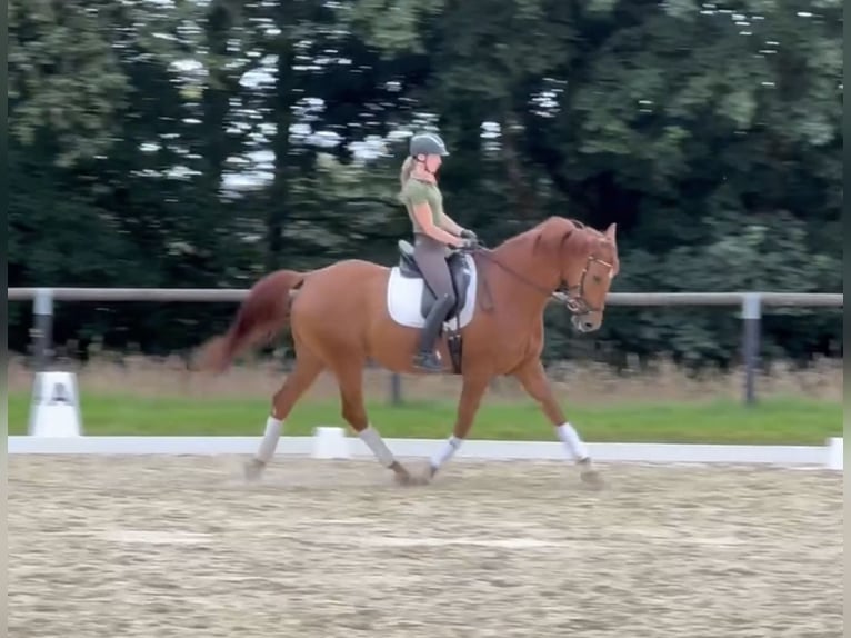 Oldenburg Gelding 8 years 16,3 hh Chestnut in Halver