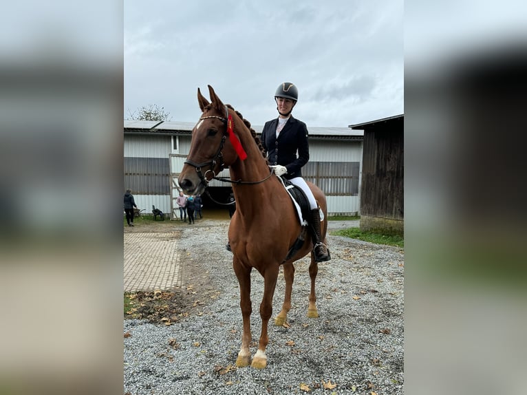 Oldenburg Gelding 8 years 16,3 hh Chestnut in Halver