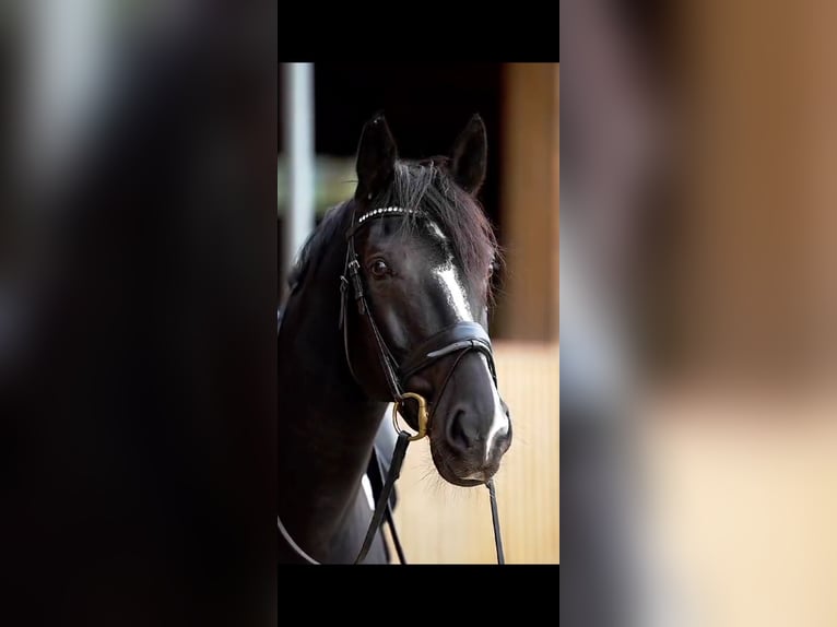 Oldenburg, Gelding, 8 years, 16 hh, Black
