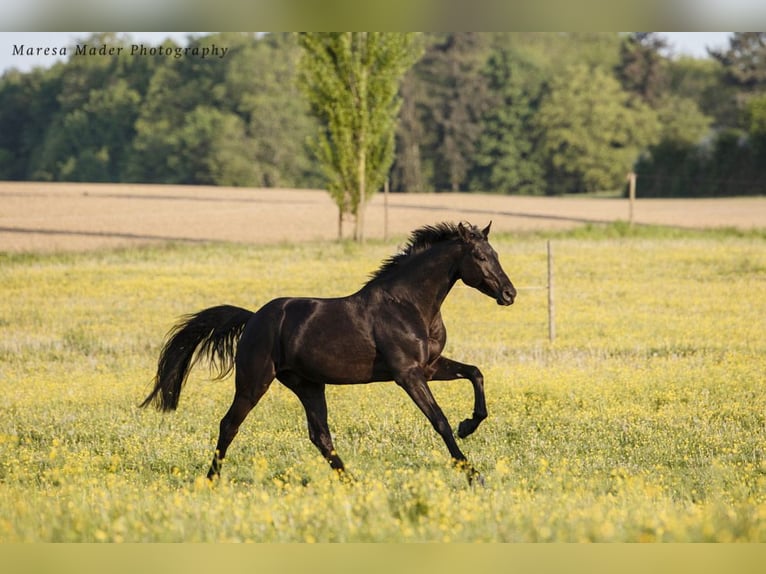 Oldenburg Gelding 8 years 16 hh Black in Ulm