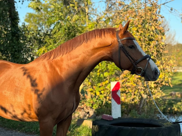 Oldenburg Gelding 8 years 16 hh Chestnut-Red in Noordwijkerhout