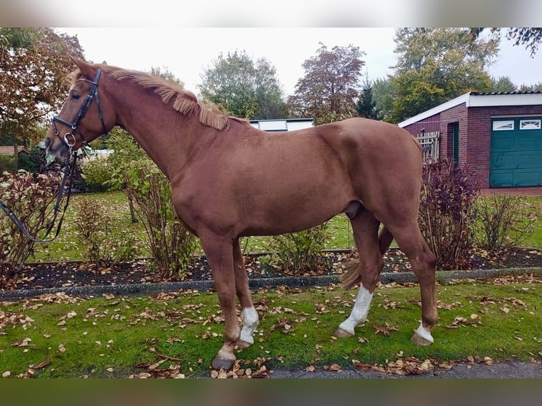 Oldenburg Gelding 8 years 16 hh Chestnut-Red in Großheide
