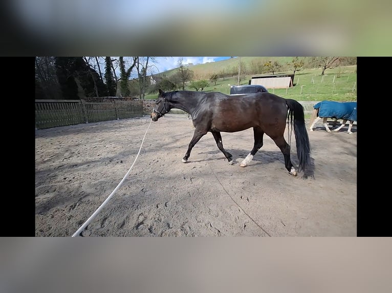 Oldenburg Gelding 8 years 16 hh Smoky-Black in Löwenstein