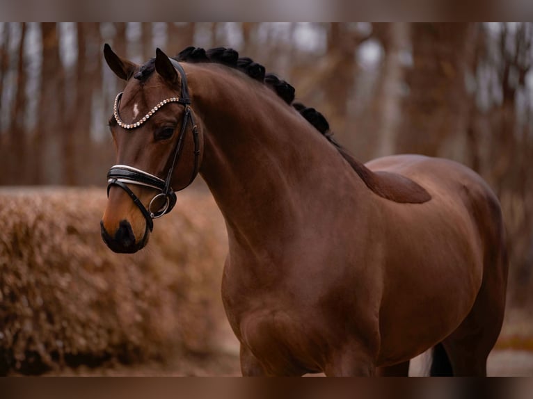 Oldenburg Gelding 8 years 16,1 hh Bay-Dark in Wehringen