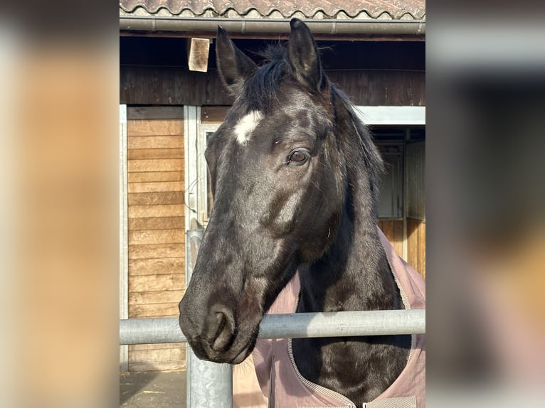 Oldenburg Gelding 8 years 16,1 hh Black in Deitingen