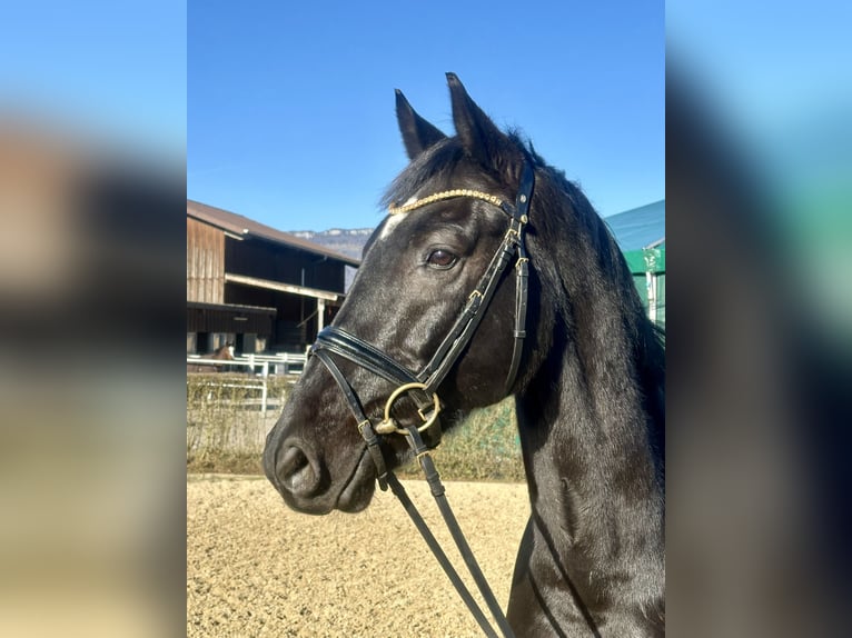Oldenburg Gelding 8 years 16,1 hh Black in Deitingen