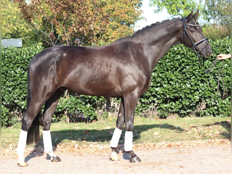 Oldenburg Gelding 8 years 16,1 hh Black in Selsingen