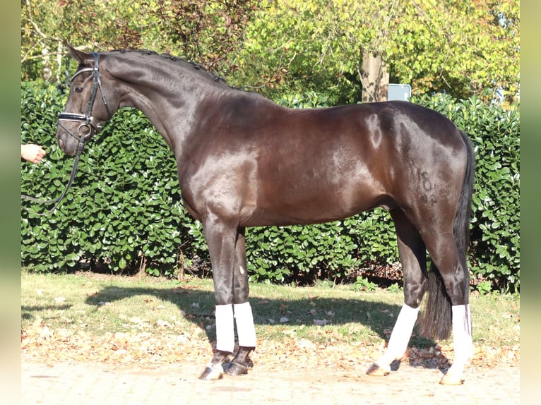 Oldenburg Gelding 8 years 16,1 hh Black in Selsingen