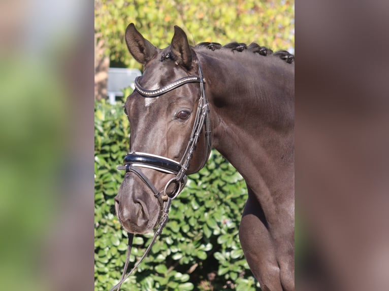 Oldenburg Gelding 8 years 16,1 hh Black in Selsingen