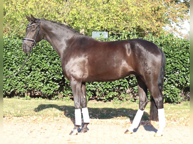 Oldenburg Gelding 8 years 16,1 hh Black in Selsingen