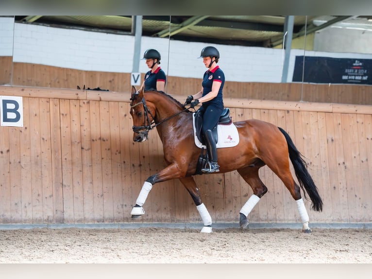 Oldenburg Gelding 8 years 16,1 hh Brown in Ziemięcice