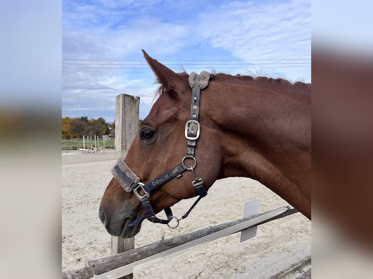 Oldenburg Gelding 8 years 16,1 hh Chestnut-Red in Lichtenfels