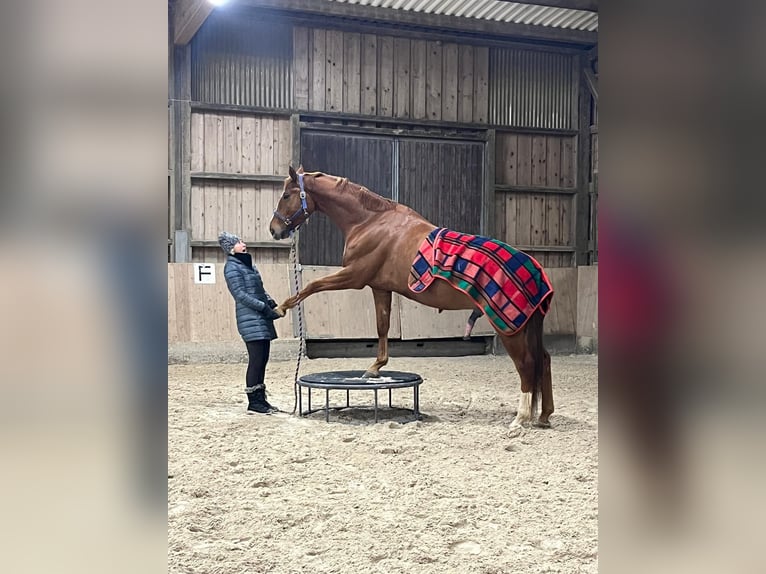 Oldenburg Gelding 8 years 16,1 hh Chestnut-Red in Lichtenfels
