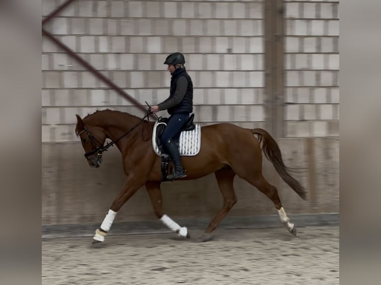 Oldenburg Gelding 8 years 16,1 hh Chestnut-Red in Lichtenfels