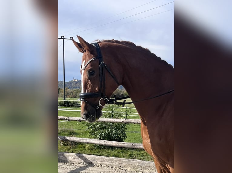Oldenburg Gelding 8 years 16,1 hh Chestnut-Red in Lichtenfels