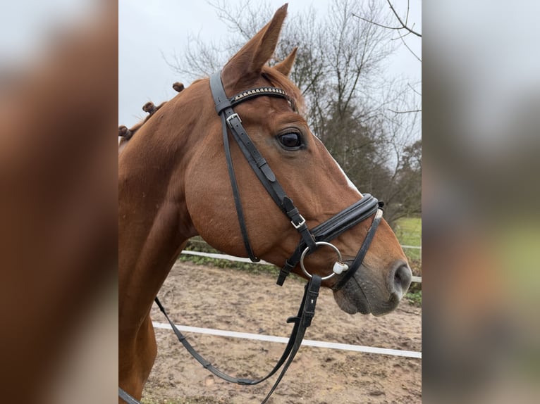Oldenburg Gelding 8 years 16,1 hh Chestnut-Red in Lichtenfels