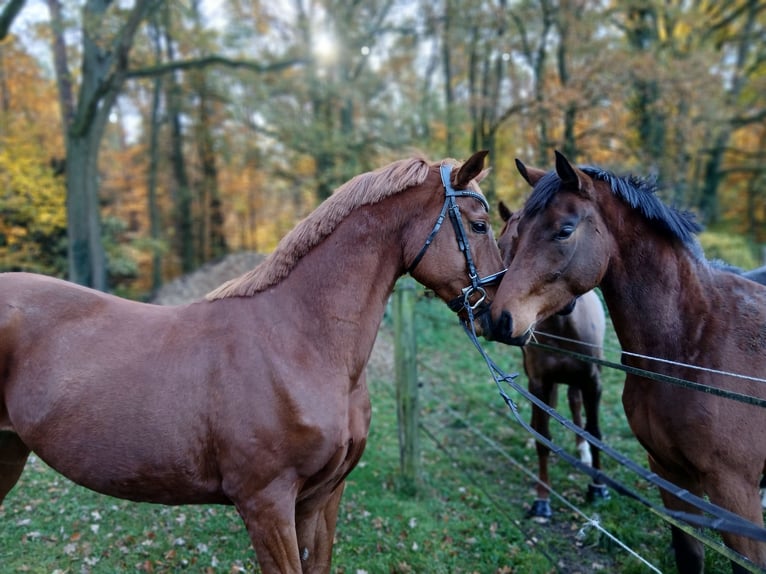 Oldenburg Gelding 8 years 16,1 hh Chestnut-Red in Barenburg