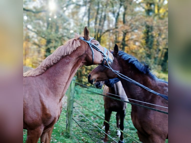 Oldenburg Gelding 8 years 16,1 hh Chestnut-Red in Barenburg