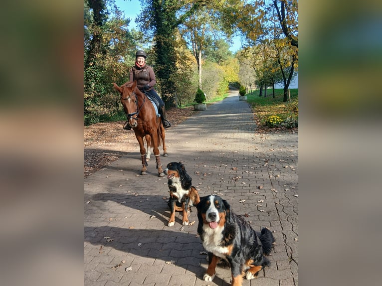 Oldenburg Gelding 8 years 16,1 hh Chestnut-Red in Kirchdorf