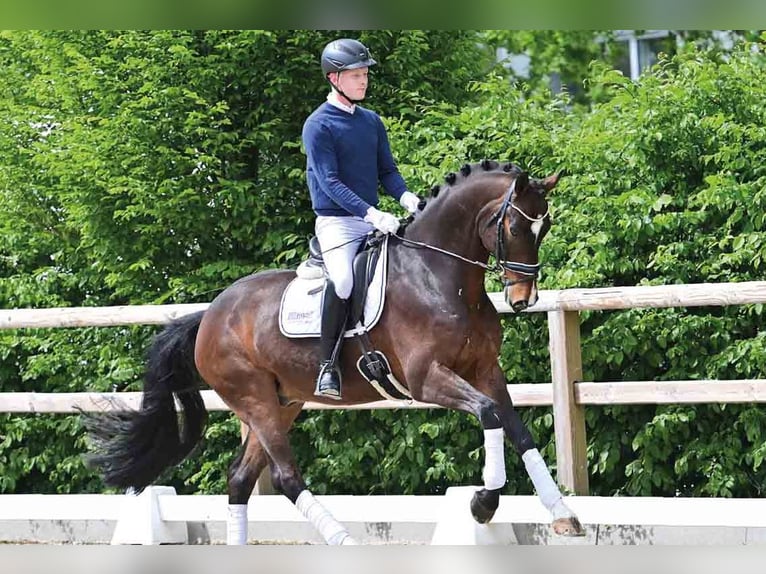 Oldenburg Gelding 8 years 16,2 hh Bay-Dark in Vechta