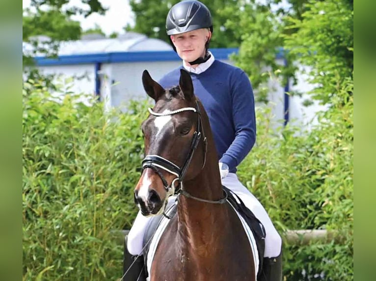 Oldenburg Gelding 8 years 16,2 hh Bay-Dark in Vechta