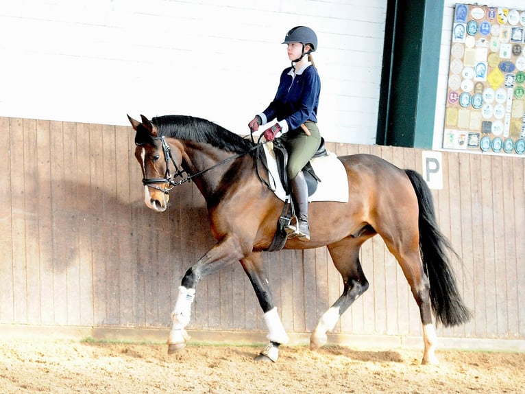 Oldenburg Gelding 8 years 16,2 hh Brown in Isernhagen