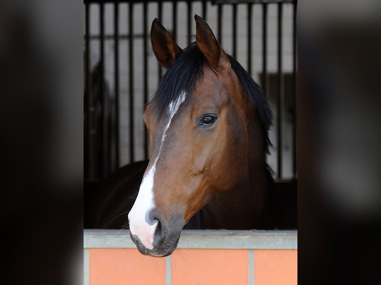 Oldenburg Gelding 8 years 16,2 hh Brown in Isernhagen