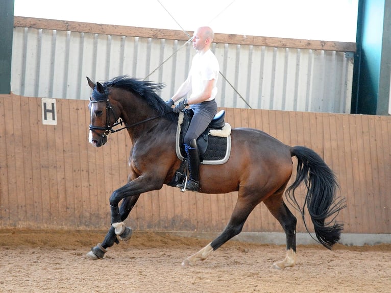 Oldenburg Gelding 8 years 16,2 hh Brown in Isernhagen