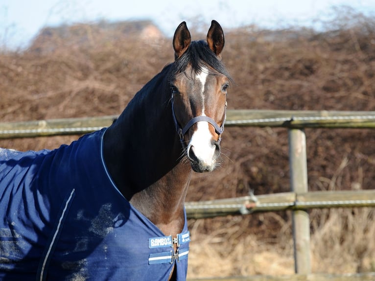 Oldenburg Gelding 8 years 16,2 hh Brown in Isernhagen