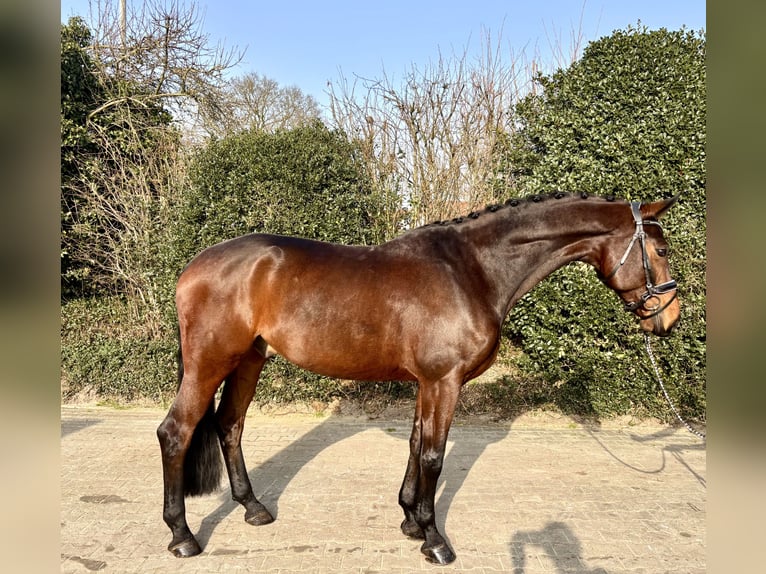 Oldenburg Gelding 8 years 16,2 hh Brown in Nordhorn