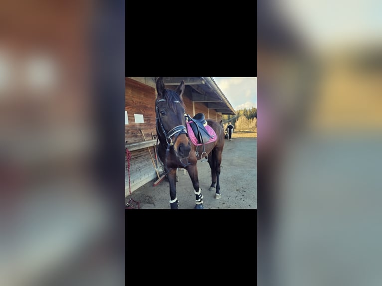 Oldenburg Gelding 8 years 16,2 hh Brown in N&#xE4;he Judenburg