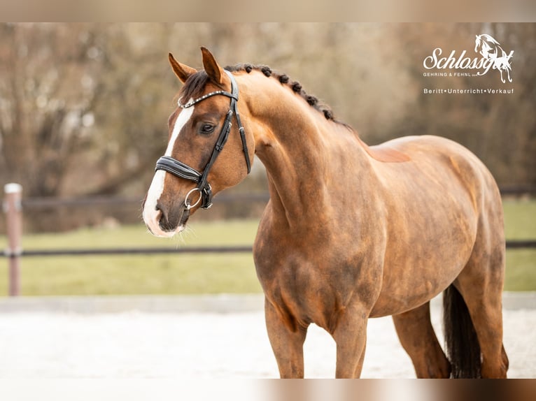 Oldenburg Gelding 8 years 16,2 hh Chestnut in Kümmersbruck