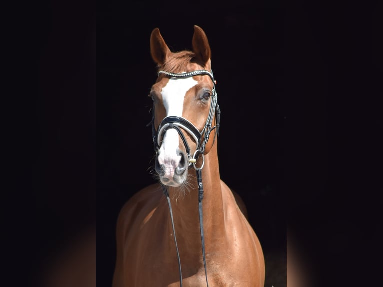 Oldenburg Gelding 8 years 16,2 hh Chestnut-Red in Herbstein