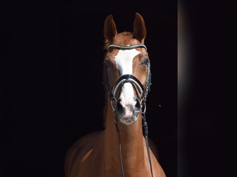 Oldenburg Gelding 8 years 16,2 hh Chestnut-Red in Herbstein