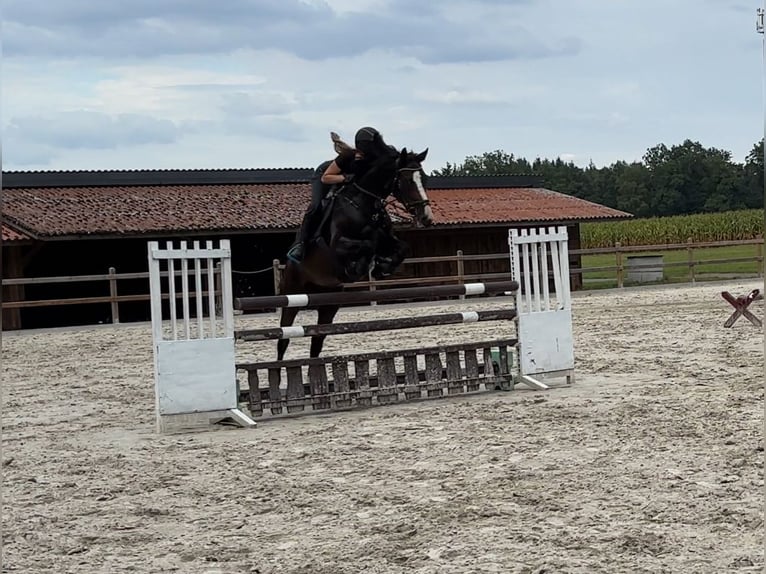 Oldenburg Gelding 8 years 16,2 hh  in Munster