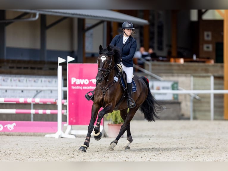 Oldenburg Gelding 8 years 16,3 hh Black in Královice