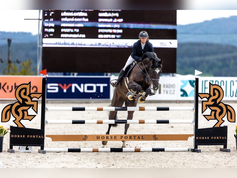 Oldenburg Gelding 8 years 16,3 hh Black in Královice