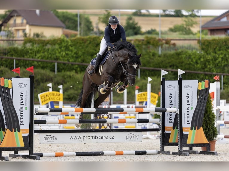 Oldenburg Gelding 8 years 16,3 hh Black in Královice