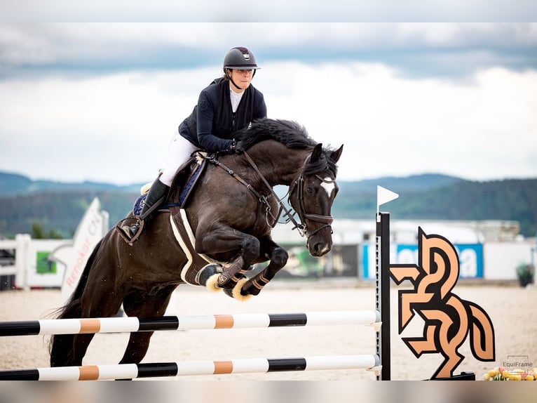 Oldenburg Gelding 8 years 16,3 hh Black in Královice