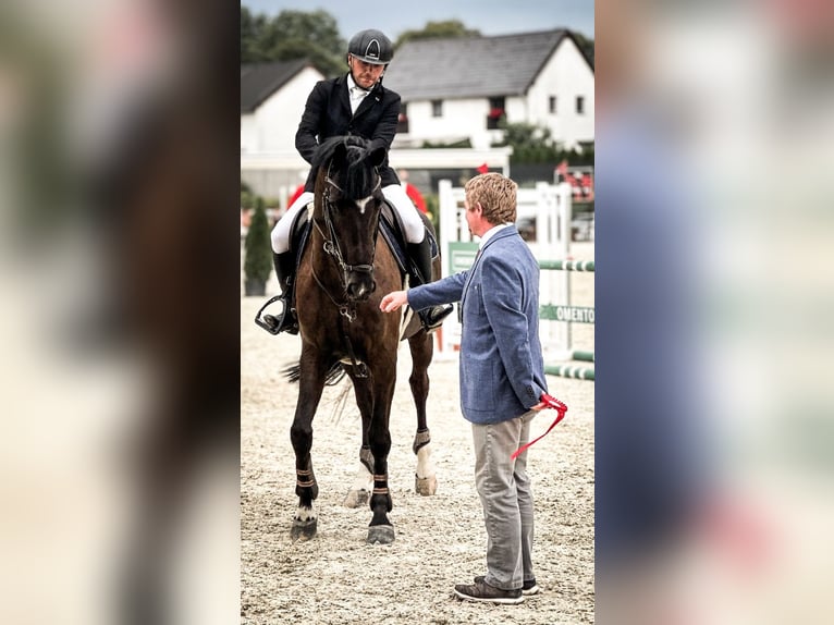 Oldenburg Gelding 8 years 16,3 hh Black in Královice