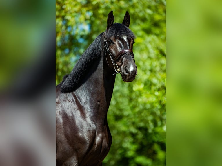 Oldenburg Gelding 8 years 16,3 hh Black in Královice